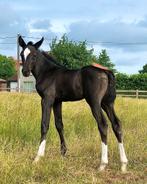 Knap merrieveulen van Emerald!, Animaux & Accessoires, Chevaux, Moins de 160 cm, Avec pedigree, Ne s'applique pas, 0 à 2 ans
