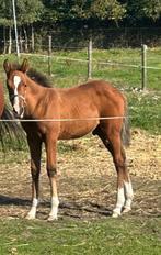 Te koop e pony veulen., Dieren en Toebehoren, Pony's, Hengst, Recreatiepony, 0 tot 2 jaar