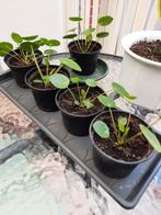 Pannekoek planten, Ophalen