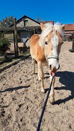 Ruiter voor u paard of pony
