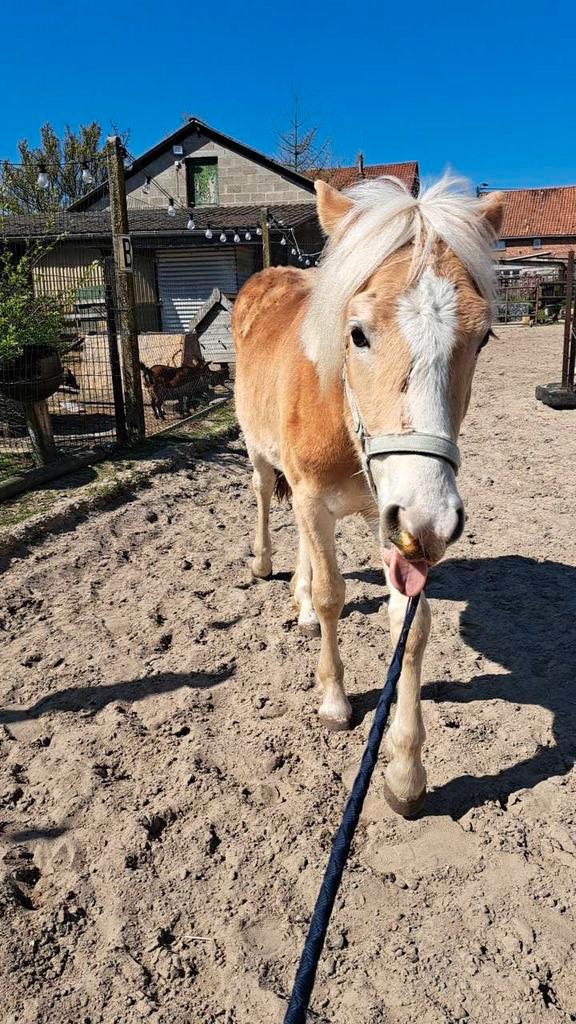 Ruiter voor u paard of pony, Dieren en Toebehoren, Pony's
