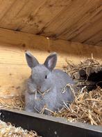 Feh voedster mix kleurdwerg x minilop, Vrouwelijk, Klein, 0 tot 2 jaar