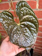 Anthurium Luxurians, Ophalen