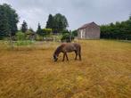 Op zoek naar een mini paard ruin of ponyruin, Dieren en Toebehoren, Ruin