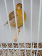 Five fancy cinnamon pop, Dieren en Toebehoren