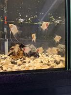 Maanvissen locatie maastricht, Dieren en Toebehoren