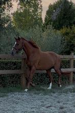 Heel mooi klein paardje, Dieren en Toebehoren, Paarden, Merrie, Met stamboom, Dressuurpaard, 3 tot 6 jaar