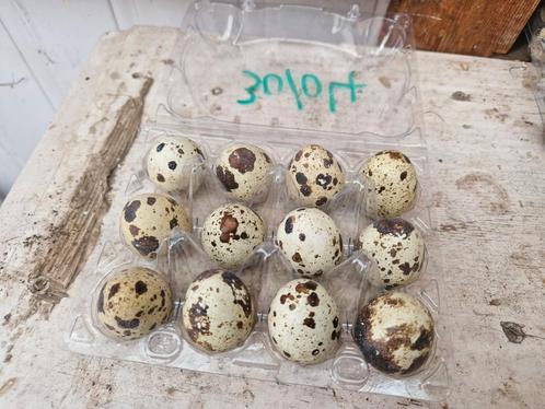 broedeieren te koop van verschillende kwartels!, Dieren en Toebehoren, Pluimvee, Overige soorten, Meerdere dieren