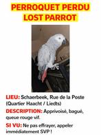 Gabonese grijze verdwaalde papegaai, Dieren en Toebehoren