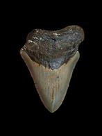 Dent de mégalodon Carcharodon 2,83 po/7,21 cm., Enlèvement ou Envoi, Fossile
