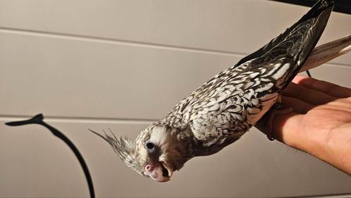 Jonge handtamme valkparkieten, net gespeend, Dieren en Toebehoren, Vogels | Parkieten en Papegaaien