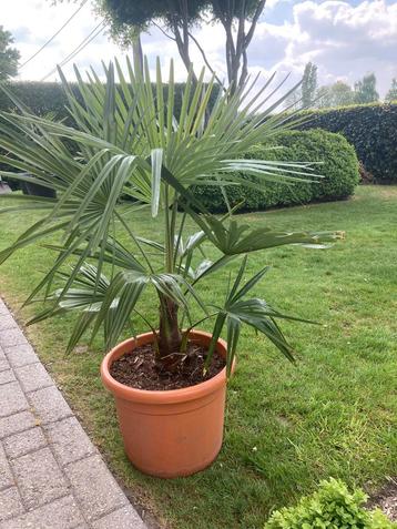 Trachycarpus Fortunei beschikbaar voor biedingen