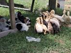 Indische Loopeenden, Sexe inconnu, Canard