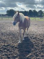 Grote Haflinger Ruin, Dieren en Toebehoren, Paarden, Minder dan 160 cm, Gechipt, Ruin, 3 tot 6 jaar