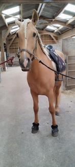 PRE cheval palomino PP, Gechipt, Ruin, Dressuurpaard, Zadelmak