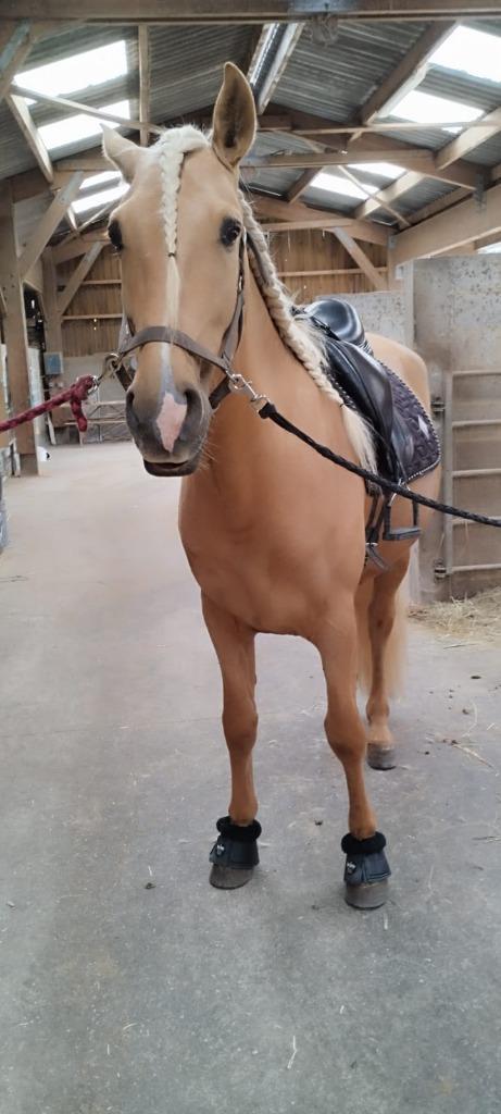 PRE cheval palomino PP, Dieren en Toebehoren, Paarden, Ruin, Zadelmak, 160 tot 165 cm, 3 tot 6 jaar, Dressuurpaard, Met stamboom
