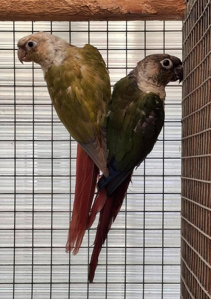 Bewezen kweekkoppel pyrrhura´s 2024 met DNA certificaat, Dieren en Toebehoren, Vogels | Parkieten en Papegaaien, Parkiet, Meerdere dieren