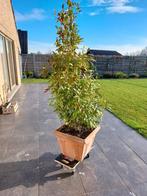 Laurierboom in pot van 175 cm hoogte, Ophalen