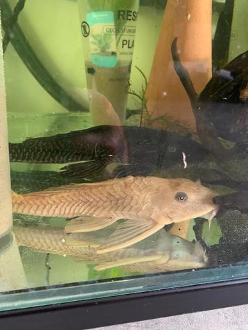 2 plecos 