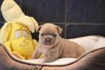 Franse Bulldog pups, Dieren en Toebehoren, België, CDV (hondenziekte), 8 tot 15 weken, Bulldog