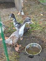 twee mooie volwassen woerden loopeenden te koop of te ruilen, Avril, Mâle