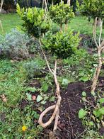 Buxus boompje met krul in stam, Tuin en Terras, Ophalen