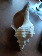 Pleuroploca gigantea horse conch afm 32.5 cm eigen collectie, Enlèvement ou Envoi