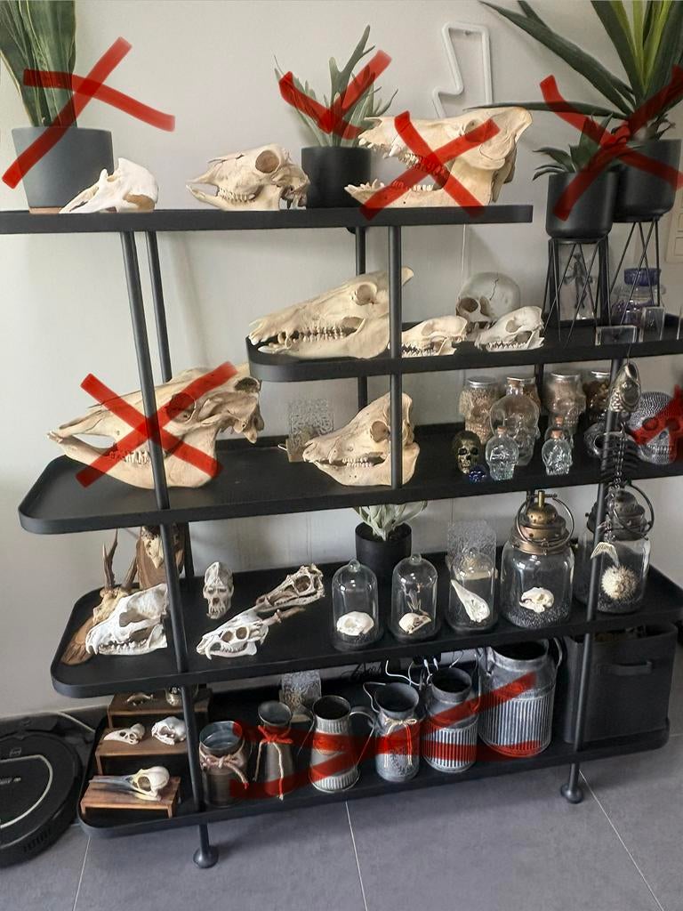 Collection SKULLS + étagère en métal lourd, Collections, Enlèvement, Autres types