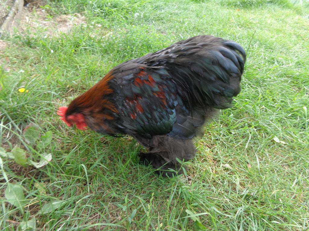 Entraîneur Kriel Haantje, Animaux & Accessoires, Mâle, Poule ou poulet