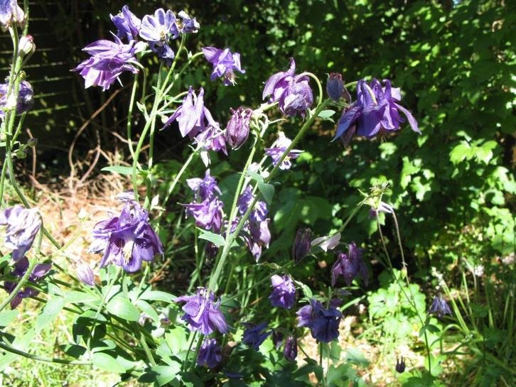 Ancolie, Luzule ou Verge d'Or, au choix, Jardin & Terrasse, Plantes | Jardin, Plante fixe, Autres espèces, Printemps, Enlèvement