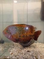 Cichlidé vieja, Animaux & Accessoires