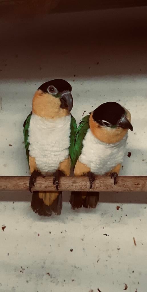 Bewezen koppel Zwartlop Caique’s prachtig gehecht Koppel