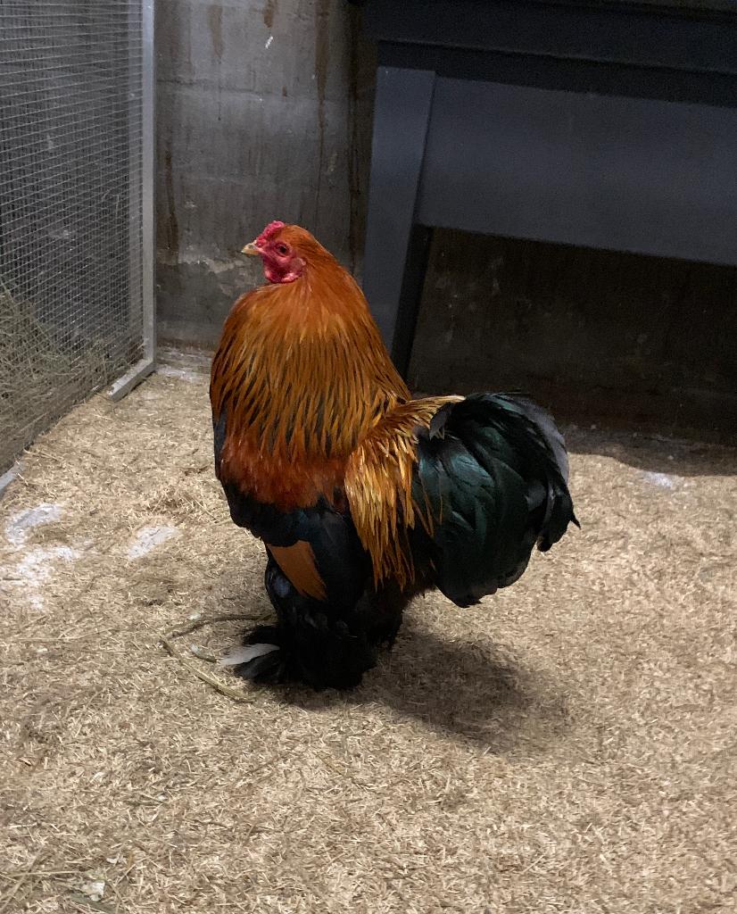 Brahma kriel MZ Patrijs krielhaan. Kweekhaan geringd., Dieren en Toebehoren, Pluimvee, Kip, Mannelijk