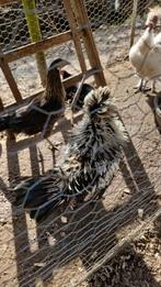 Jonge hanen, Dieren en Toebehoren, Pluimvee, Mannelijk, Kip