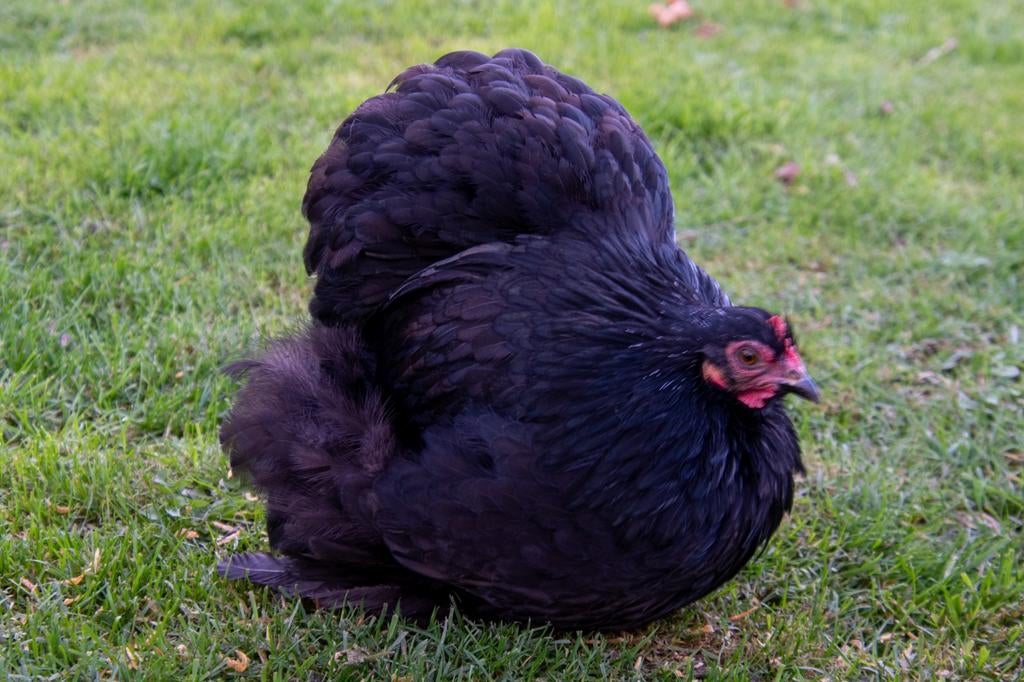Broedeieren cochinkriel, Dieren en Toebehoren