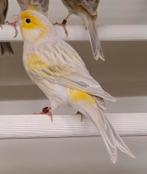 Geel mozaïek kanaries, Dieren en Toebehoren, Meerdere dieren, Kleurkanarie