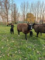 Zwartbles ooien met lammeren, Dieren en Toebehoren