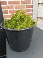 Breede waterpest, Tuin en Terras, Ophalen