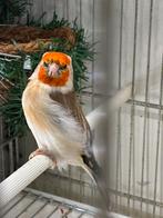 Chardonneret femelle tete blanche 2024, Animaux & Accessoires, Oiseaux | Oiseaux Autre, Femelle