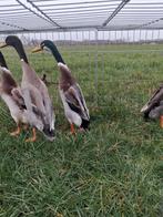 4 jonge loopeend hanen., Mâle, Canard