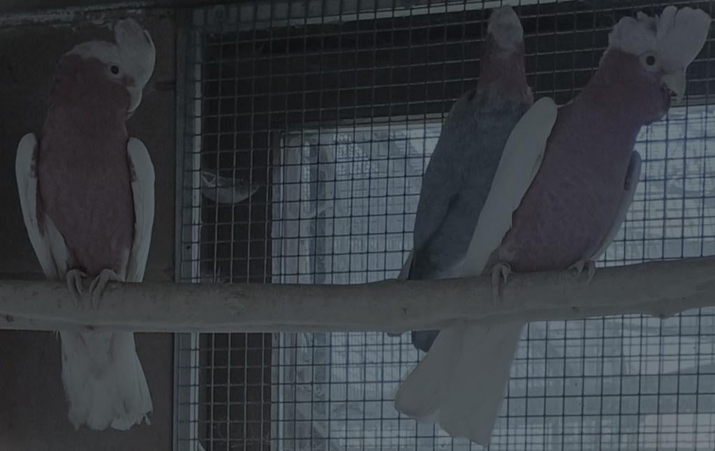 leadbeater-rosalbin-guarouba, Animaux & Accessoires