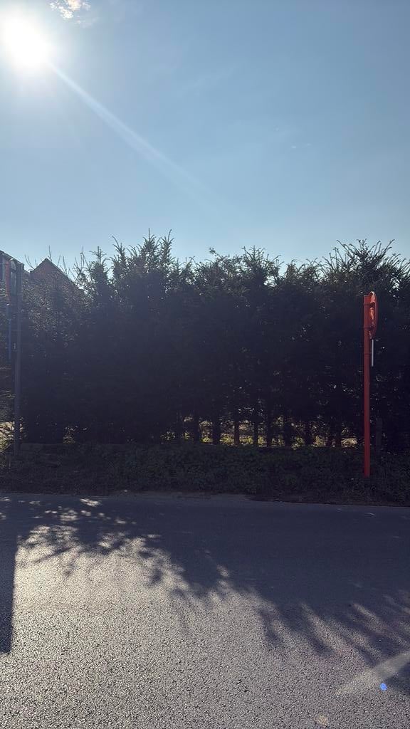 Taxus haag gratis, Enlèvement, Taxus, Haie