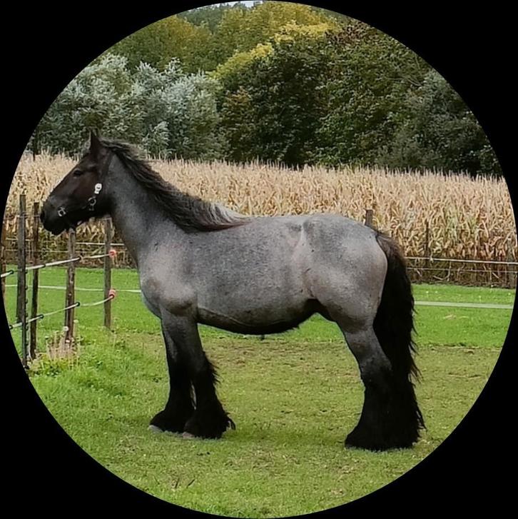 Trekpaard. Drachtige. Blauwschimmel, Dieren en Toebehoren, Paarden, Merrie, Niet van toepassing, 160 tot 165 cm, 3 tot 6 jaar