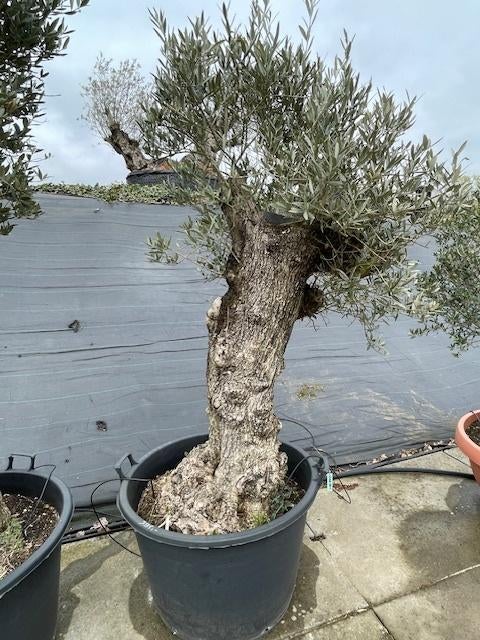 Olivier, En pot, 100 à 250 cm, Plein soleil, Printemps