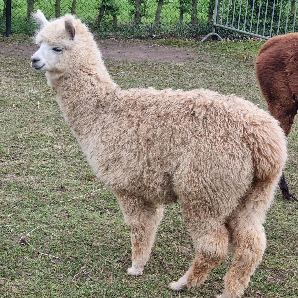 Alpaca merrie 9 maand, Dieren en Toebehoren, Augustus, Vrouwelijk