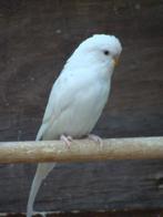 Albino grasparkieten, Dieren en Toebehoren, Vogels | Parkieten en Papegaaien