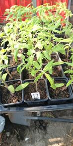 plants de tomates Potager de Vilvorde, Jardin & Terrasse, Plantes | Jardin, Annuelle, Été, Enlèvement, Plantes potagères