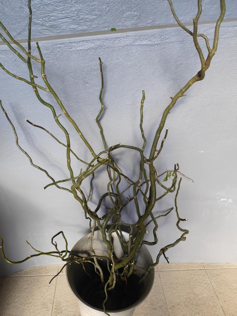 Krul takken, juist boom gesnoeid., Ophalen