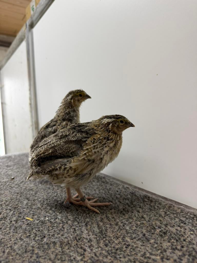 Japanse kwartel hanen