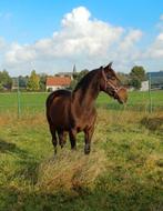 Paard Andalusiër (PRE) ruin te koop, Dieren en Toebehoren, Met stamboom, Ruin, Niet van toepassing, Dressuurpaard